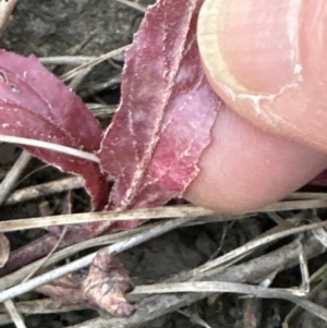 Epilobium ciliatum at Molonglo Valley, ACT - 29 May 2023