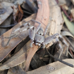 Isopeda canberrana at Kambah, ACT - 29 May 2023