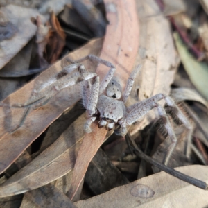 Isopeda sp. (genus) at suppressed by MatthewFrawley