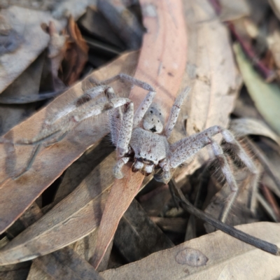 Isopeda canberrana (Canberra Huntsman Spider) at Kambah, ACT - 29 May 2023 by MatthewFrawley