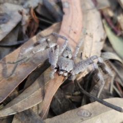 Unidentified Huntsman spider (Sparassidae) at Kambah, ACT - 29 May 2023 by MatthewFrawley
