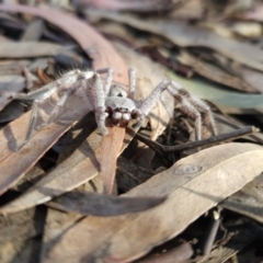 Isopeda canberrana at Kambah, ACT - 29 May 2023