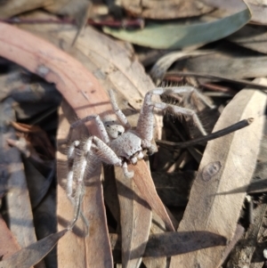 Isopeda canberrana at Kambah, ACT - 29 May 2023