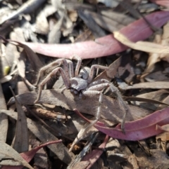 Isopeda canberrana at Kambah, ACT - 29 May 2023