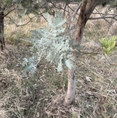 Acacia baileyana x Acacia dealbata (Cootamundra Wattle x Silver Wattle (Hybrid)) at Aranda Bushland - 29 May 2023 by lbradley