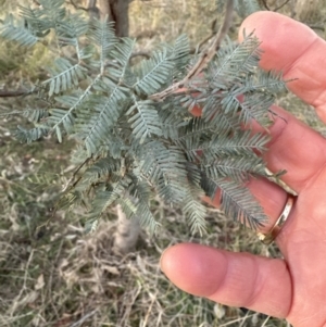 Acacia baileyana x Acacia dealbata at Yarralumla, ACT - 29 May 2023