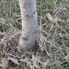 Acacia baileyana x Acacia dealbata at Yarralumla, ACT - 29 May 2023