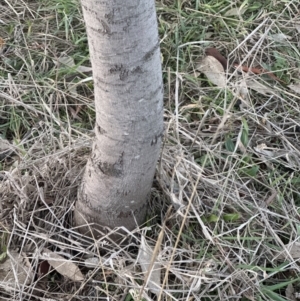 Acacia baileyana x Acacia dealbata at Yarralumla, ACT - 29 May 2023