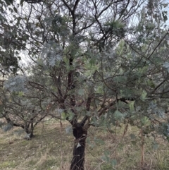 Acacia baileyana x Acacia dealbata (Cootamundra Wattle x Silver Wattle (Hybrid)) at Aranda Bushland - 29 May 2023 by lbradley