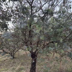 Acacia baileyana x Acacia dealbata (Cootamundra Wattle x Silver Wattle (Hybrid)) at Molonglo Valley, ACT - 29 May 2023 by lbradley