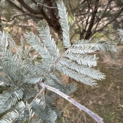 Acacia baileyana x Acacia dealbata (Cootamundra Wattle x Silver Wattle (Hybrid)) at Yarralumla, ACT - 29 May 2023 by lbradley