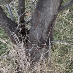 Acacia baileyana x Acacia dealbata at Yarralumla, ACT - 29 May 2023 05:03 PM