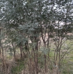 Acacia dealbata at Molonglo Valley, ACT - 29 May 2023