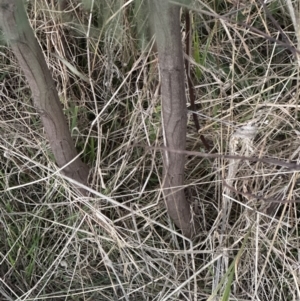 Acacia dealbata at Yarralumla, ACT - 29 May 2023