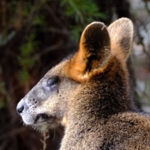 Wallabia bicolor at Coree, ACT - 29 May 2023