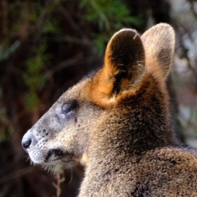 Wallabia bicolor (Swamp Wallaby) at Ginninderry Conservation Corridor - 29 May 2023 by Kurt