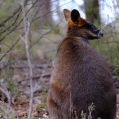 Wallabia bicolor at Coree, ACT - 29 May 2023