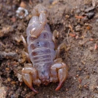 Urodacus manicatus (Black Rock Scorpion) at Coree, ACT - 29 May 2023 by Kurt