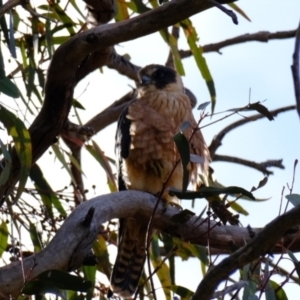 Falco longipennis (Australian Hobby) at Holt, ACT by Kurt