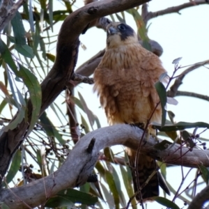 Falco longipennis at Holt, ACT - 29 May 2023