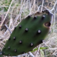 Opuntia sp. (Prickly Pear) at Lake Burley Griffin West - 29 May 2023 by WalterEgo