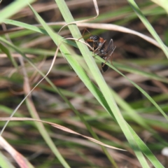 Unidentified Ant (Hymenoptera, Formicidae) at Sydney Harbour National Park - 9 Mar 2023 by YumiCallaway