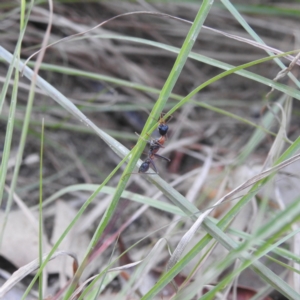 Myrmecia nigrocincta at Balgowlah Heights, NSW - 9 Mar 2023 05:58 PM