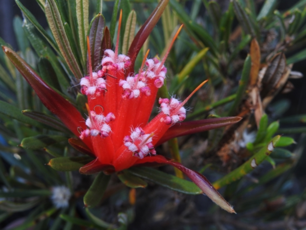 Lambertia formosa at Balgowlah Heights, NSW - 9 Mar 2023