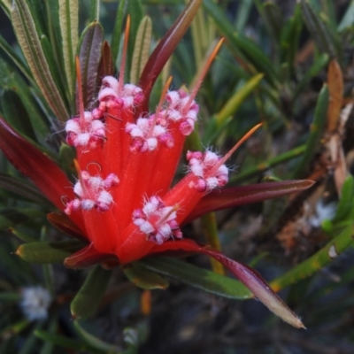 Lambertia formosa (Mountain Devil) at Sydney Harbour National Park - 9 Mar 2023 by YumiCallaway