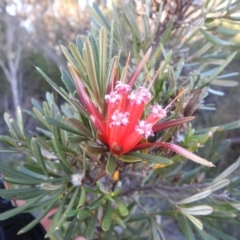 Lambertia formosa at Balgowlah Heights, NSW - 9 Mar 2023 05:30 PM