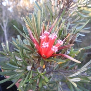 Lambertia formosa at Balgowlah Heights, NSW - 9 Mar 2023 05:30 PM