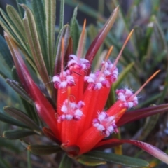 Lambertia formosa at Balgowlah Heights, NSW - 9 Mar 2023 05:30 PM