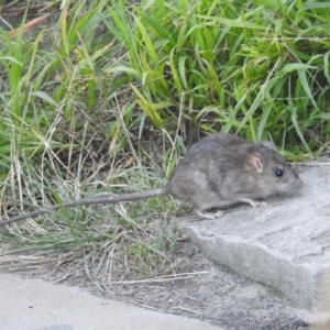 Rattus rattus at Balgowlah Heights, NSW - 9 Mar 2023 05:23 PM