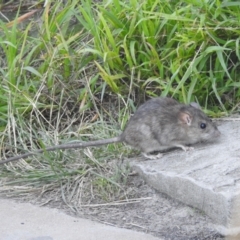 Rattus rattus (Black Rat) at Balgowlah Heights, NSW - 9 Mar 2023 by YumiCallaway