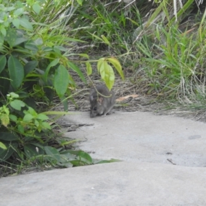 Rattus rattus at Balgowlah Heights, NSW - 9 Mar 2023