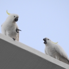 Cacatua galerita (Sulphur-crested Cockatoo) at Balgowlah Heights, NSW - 9 Mar 2023 by YumiCallaway