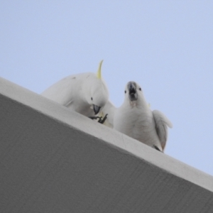 Cacatua galerita at Balgowlah Heights, NSW - 9 Mar 2023 06:21 PM