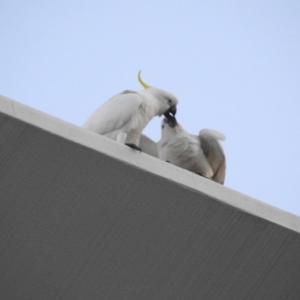 Cacatua galerita at Balgowlah Heights, NSW - 9 Mar 2023 06:21 PM