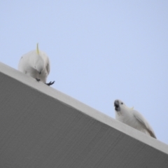 Cacatua galerita at Balgowlah Heights, NSW - 9 Mar 2023 06:21 PM