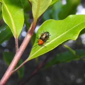 Lamprolina (genus) at Balgowlah Heights, NSW - 9 Mar 2023 05:59 PM