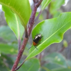 Lamprolina (genus) at Balgowlah Heights, NSW - 9 Mar 2023 05:59 PM