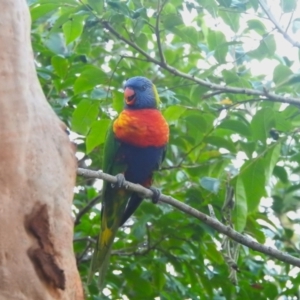 Trichoglossus moluccanus at Balgowlah Heights, NSW - 9 Mar 2023