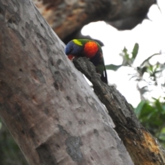 Trichoglossus moluccanus at Balgowlah Heights, NSW - 9 Mar 2023 06:27 PM