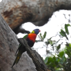 Trichoglossus moluccanus at Balgowlah Heights, NSW - 9 Mar 2023