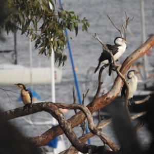 Phalacrocorax varius at Fairlight, NSW - 9 Mar 2023 06:49 PM