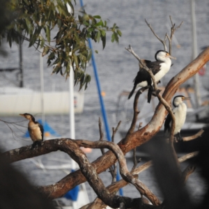 Phalacrocorax varius at Fairlight, NSW - 9 Mar 2023
