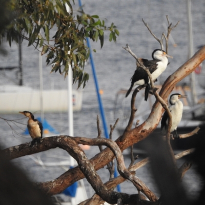 Phalacrocorax varius (Pied Cormorant) at Fairlight, NSW - 9 Mar 2023 by YumiCallaway
