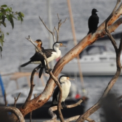 Phalacrocorax varius at Fairlight, NSW - 9 Mar 2023