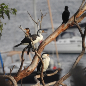 Phalacrocorax varius at Fairlight, NSW - 9 Mar 2023 06:49 PM