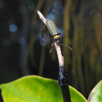 Chauliognathus lugubris (Plague Soldier Beetle) at Balgowlah Heights, NSW - 9 Mar 2023 by YumiCallaway